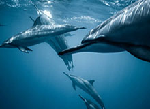 英超正式“脱欧”新规出炉：外援评分拿证U21遭限流